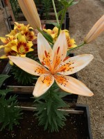 [5042 OrangeErectric No02.JPG]